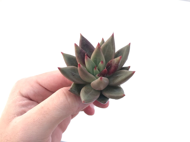 Echeveria Agavoides 'Planetary Stars' 3" Succulent Plant