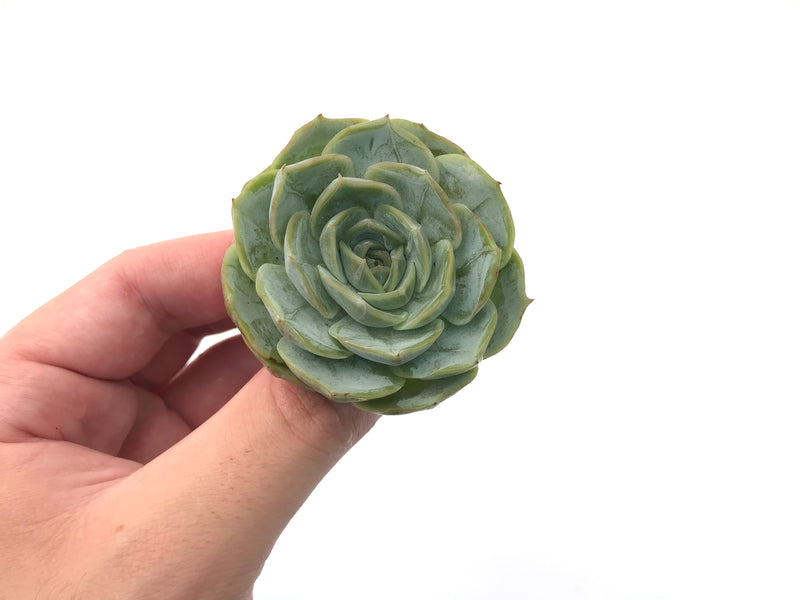 Echeveria 'White Bell' New Hybrid 2" Succulent Plant