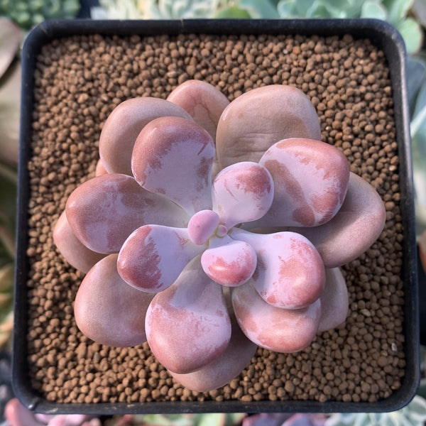 Graptopetalum 'Amethystinum' 2" Succulent Plant