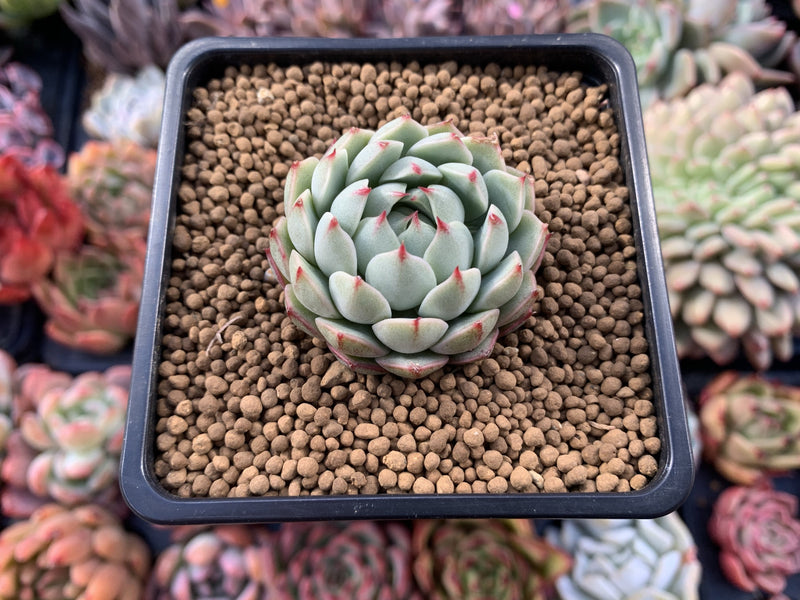 Echeveria 'Yeonji' 1" New Hybrid Succulent Plant