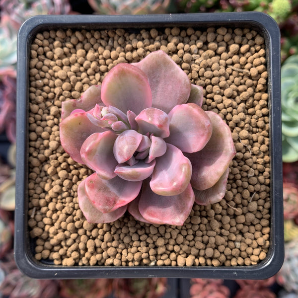 Graptoveria 'Mrs. Richards' Variegated 1"-2" Succulent Plant