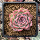 Echeveria 'Silhouette' 1" Succulent Plant