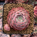 Echeveria 'Charles Rose' 1"-2" Succulent Plant