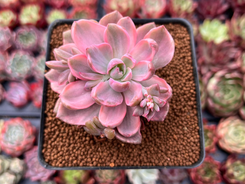 Graptoveria 'Mrs. Richards' Variegated 2" Succulent Plant