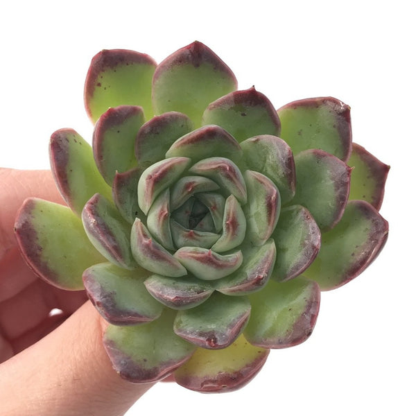 Echeveria 'Chung-ha' 2" Succulent Plant