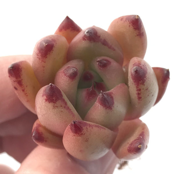 Echeveria Agavoides 'Giant Pink' 1" New Hybrid Succulent Plant