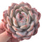 Echeveria 'Orange Monroe' 4" Powdery Succulent Plant