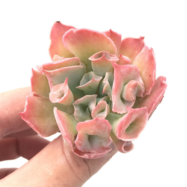 Echeveria 'Trumpet Pinky' 2" Succulent Plant