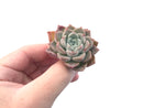 Echeveria 'Pink Spot' 1" Succulent Plant