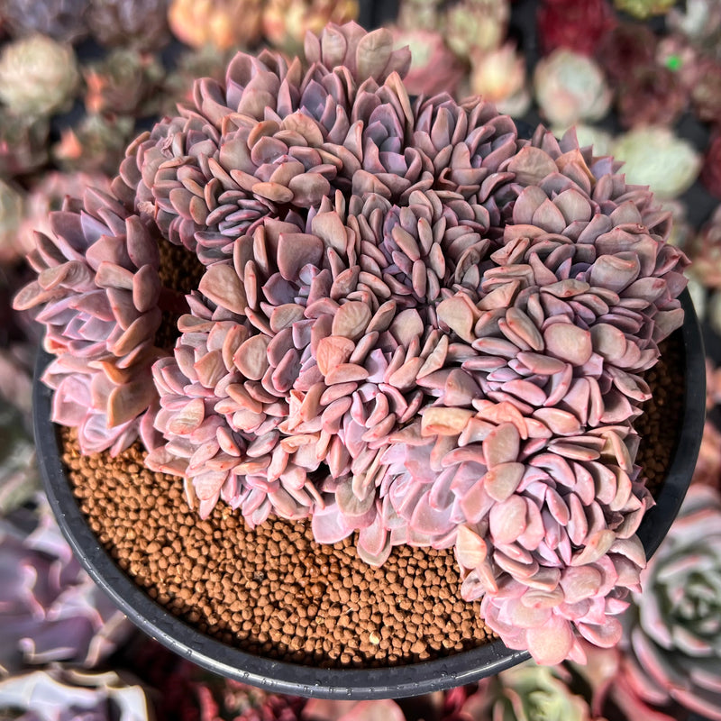 Graptoveria 'Debbie' Crested 3"-4" Succulent Plant