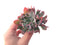 Echeveria 'Trumpet Pinky' 4" Cluster Succulent Plant