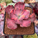 Echeveria 'Red Phoenix' Variegated 4" Succulent Plant