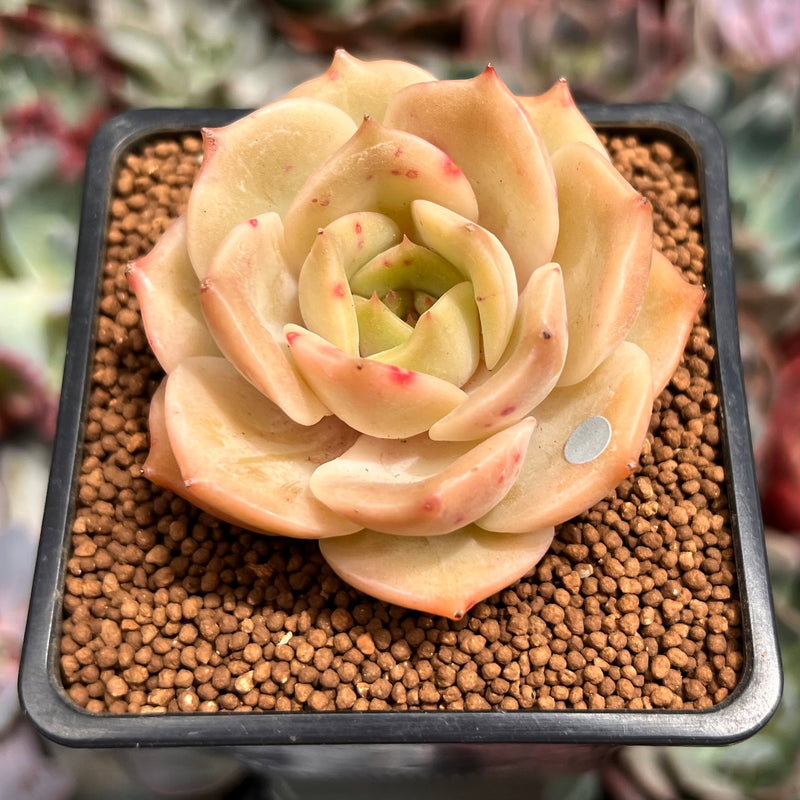 Echeveria 'Angelina' 2" Succulent Plant