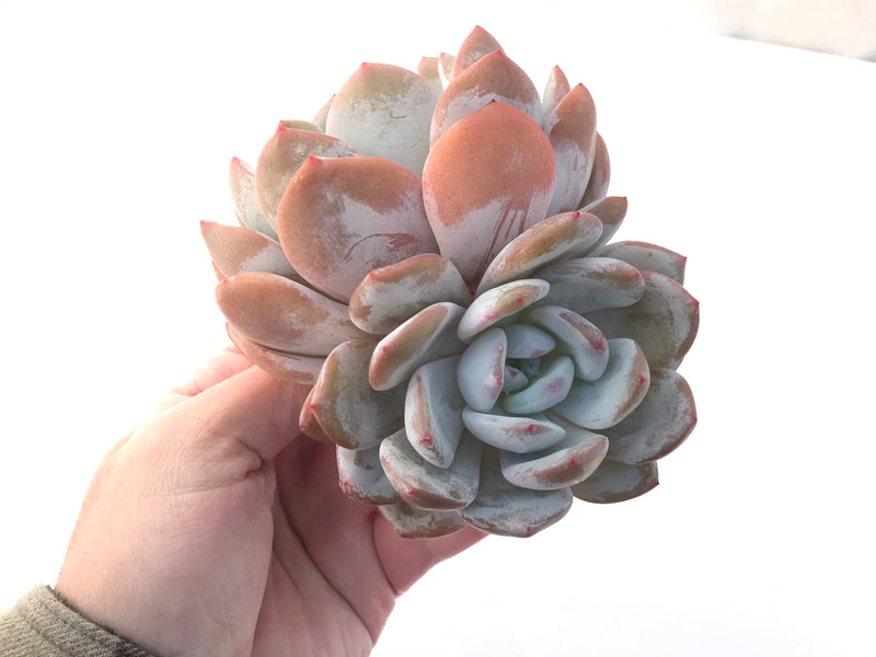 Echeveria 'Orange Monroe' 4"-5" Cluster Powdery Succulent Plant