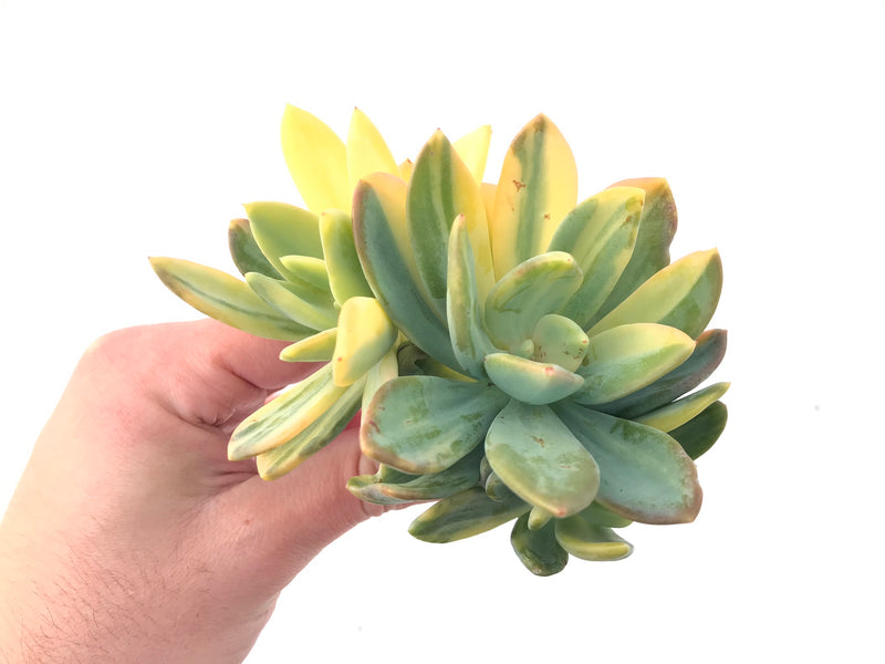 Pachyveria 'Cypress' Variegated Cluster 6" Extremely Rare Succulent Plant