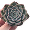 Echeveria 'Keralean' 2"-3" Succulent Plant