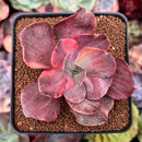 Echeveria 'Red Phoenix' Variegated 4" Succulent Plant