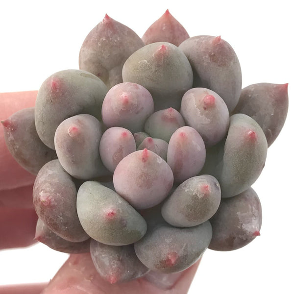 Pachyphytum 'Angels Finger' 1" Succulent Plant