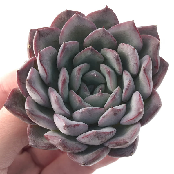 Echeveria sp 3" Powdery Succulent Plant