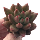 Echeveria Agavoides 'Shooting Star' 1" Succulent Plant