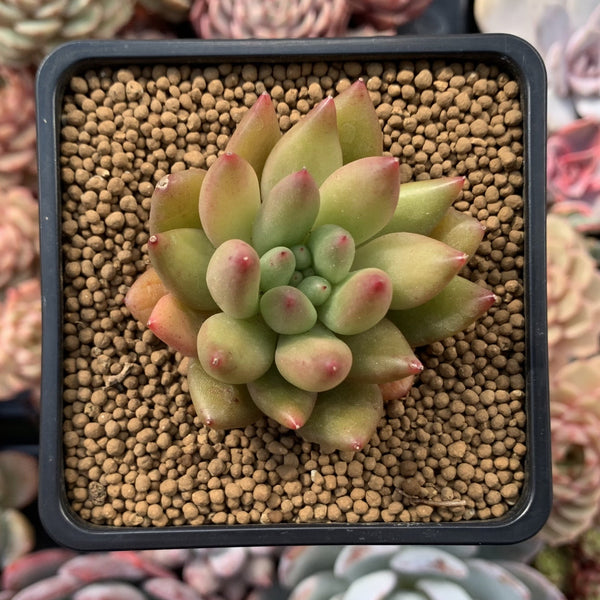 Echeveria Agavoides 'Shooting Star' 1"-2" Succulent Plant