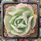 Echeveria 'Blade Runner' 2" Succulent Plant