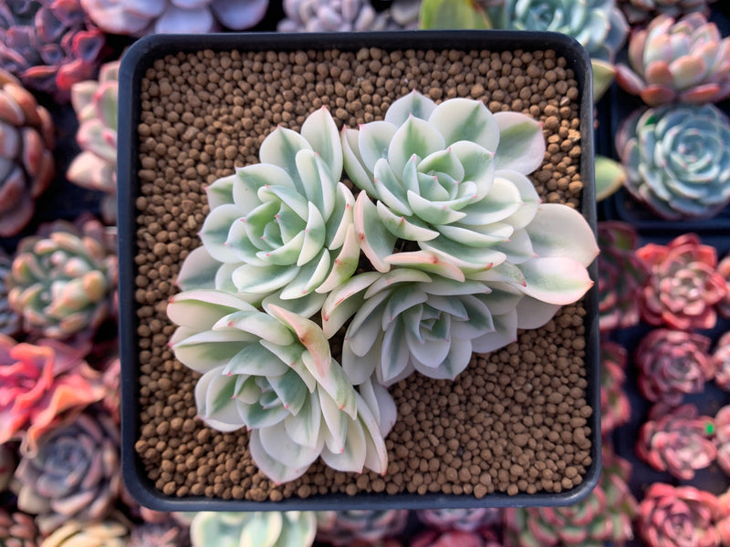 Echeveria 'Compton Carousel' Variegated 4" Succulent Plant