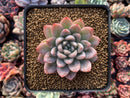 Echeveria 'Elsa' 2" Succulent Plant