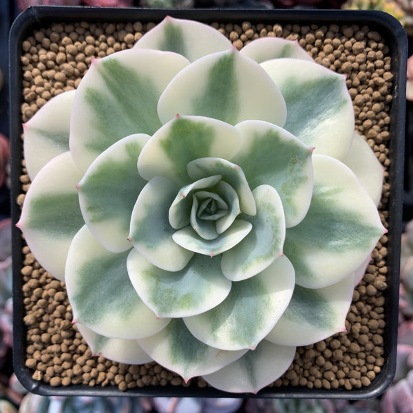 Echeveria 'Compton Carousel' 4" Succulent Plant