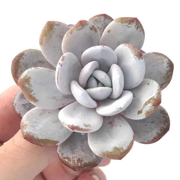 Echeveria 'Laui' 3" Powdery Succulent Plant