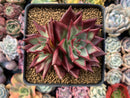 Echeveria Agavoides 'Electra Ebony' 4" Succulent Plant