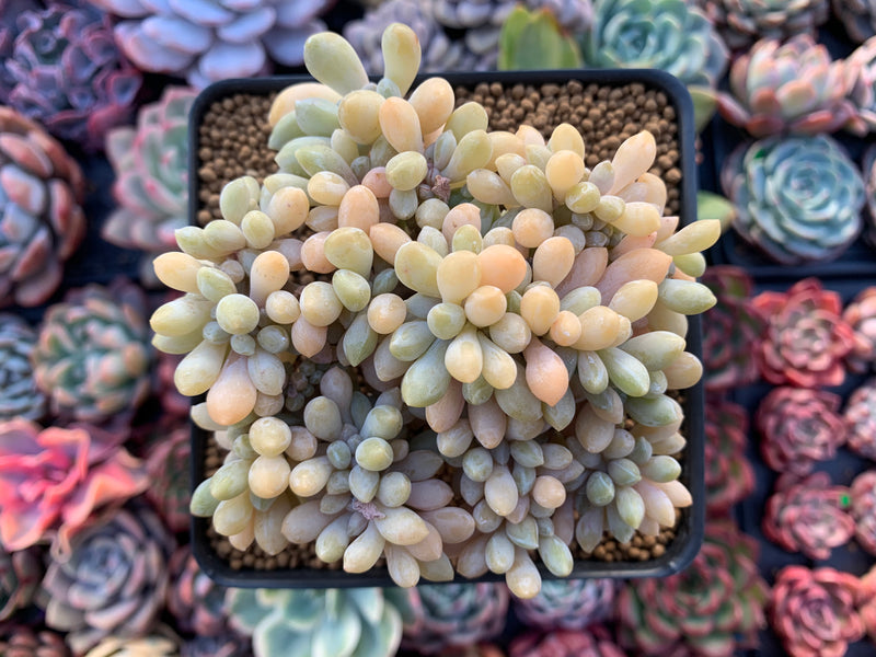 Cremeneria 'Expatriata' (Cremnophila linguifolia x Echeveria amoena ‘Microcalyx’) Crested Cluster 3"-4" Succulent Plant