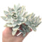 Echeveria 'Simonasa' Variegated Cluster 5" Large Powdery Succulent Plant