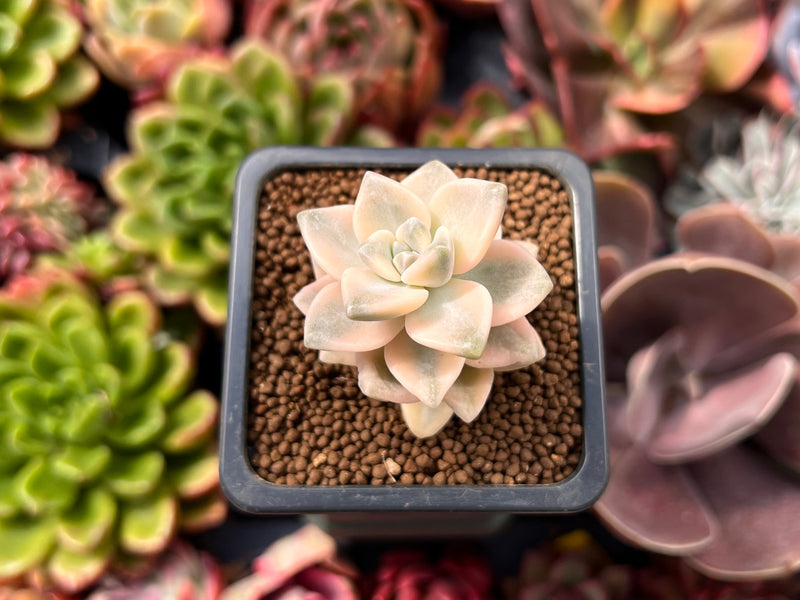 Graptoveria 'Titubans' Variegated 1” Succulent Plant