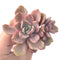 Graptoveria 'Mrs. Richards' Variegated 4" Cluster Succulent Plant