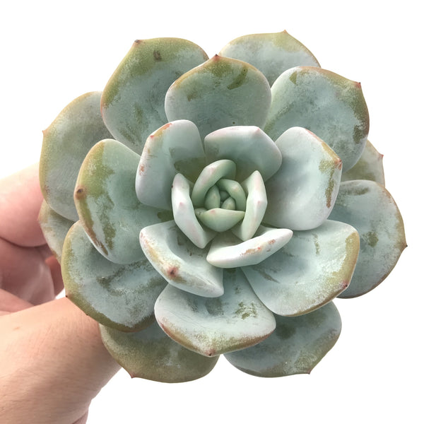 Echeveria 'Cream Tea' 3"-4" Succulent Plant