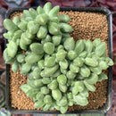 Pachyphytum 'Compactum' Crested 4" Succulent Plant