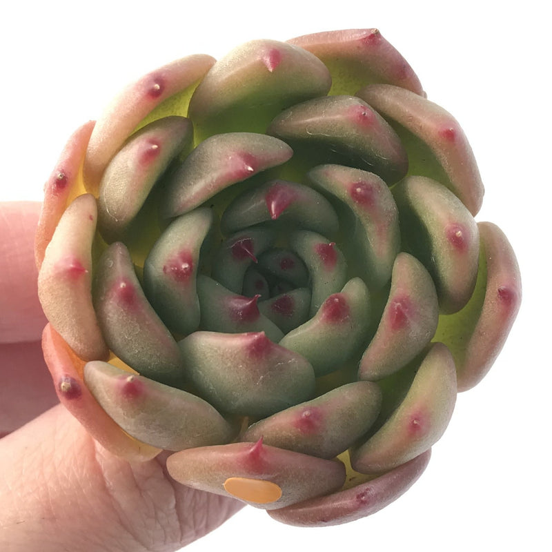 Echeveria Agavoides 'Labyrinth' New Hybrid 2" Succulent Plant