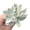 Echeveria 'Simonasa' Variegated 4" Large Powdery Succulent Plant