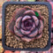 Echeveria 'Black Tan' 1" New Hybrid Succulent Plant