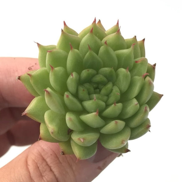 Echeveria sp. 1" Small Rare Succulent Plant