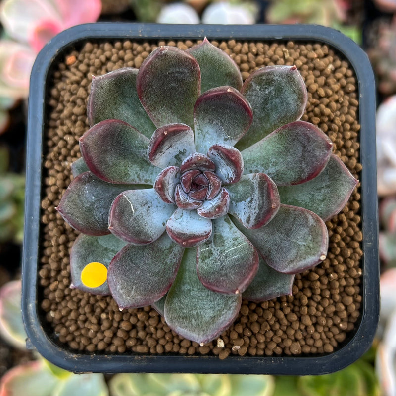 Echeveria 'Purple Stone' 2" Succulent Plant