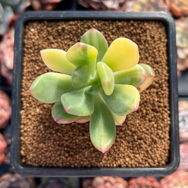 Pachyphytum 'Doctor Cornelius' Variegated 2" Succulent Plant