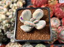 Cotyledon 'Orbiculata' Variegated 2" Succulent Plant