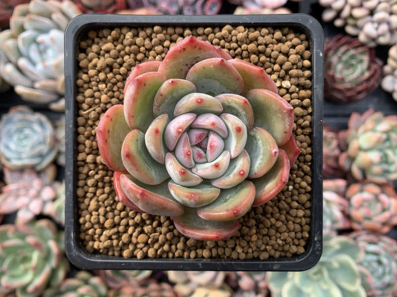 Echeveria 'Prada' 2"-3" Succulent Plant