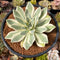 Orostachys 'Fuji' Variegated 3" Succulent Plant