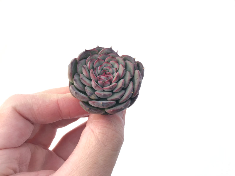 Echeveria 'Marcel' 1"-2" Succulent Plant