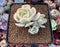 Echeveria Runyonii Variegated (Aka Echeveria 'Akaihosi' Variegated) 2"-3" Cluster Succulent Plant