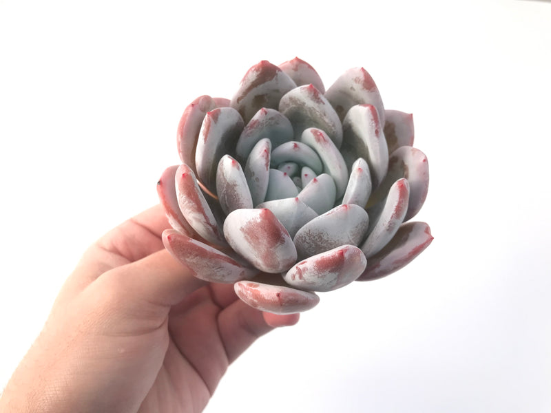 Echeveria 'Ivory' 4" Powdery Succulent Plant