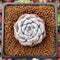 Echeveria 'Rosalia' 1" Powdery Succulent Plant